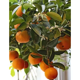 Citrus × clementina - Klementin
