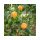 Citrus reticulata 'Clementina' - Klementin mandarin