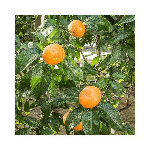 Citrus reticulata 'Clementina' - Klementin mandarin