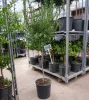 Citrus australasica 'Finger Lime' - kaviár citrom / ausztrál citrom