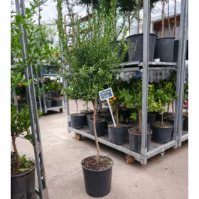   Citrus australasica 'Finger Lime' - kaviár citrom / ausztrál citrom