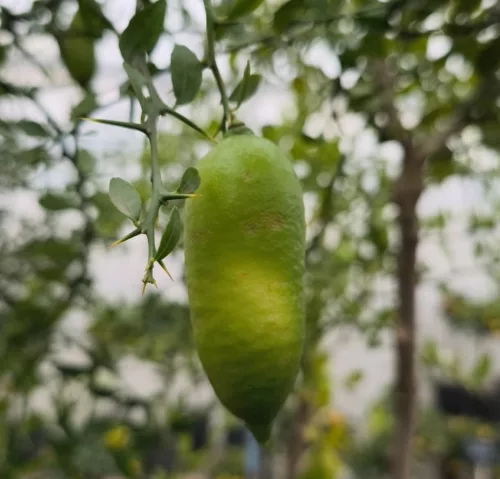 Citrus australasica 'Finger Lime' - kaviár citrom / ausztrál citrom