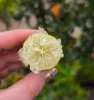 Citrus australasica 'Finger Lime' - kaviár citrom / ausztrál citrom