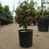 Citrus kumquat – Kumkvat / törpemandarin