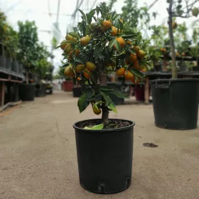 Citrus kumquat – Kumkvat / törpemandarin