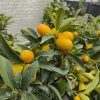 Citrus kumquat – Kumkvat / törpemandarin