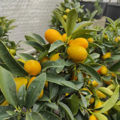 Citrus kumquat – Kumkvat / törpemandarin