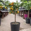Citrus kumquat – Kumkvat / törpemandarin