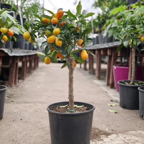 Citrus kumquat – Kumkvat / törpemandarin