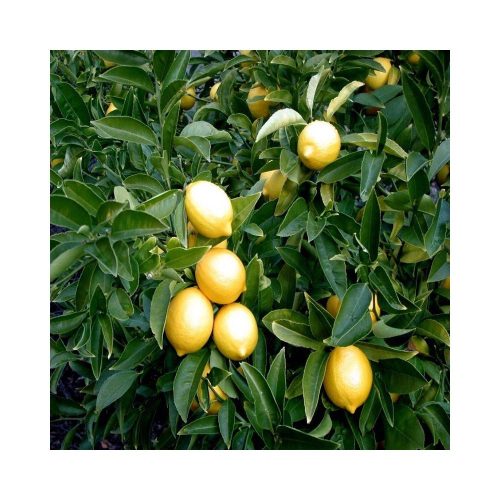 Citrus limon 'Limone' - Óriás citrom
