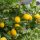 Citrus limon- citrom