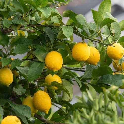 Citrus limon- citrom