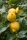 Citrus limon- citrom