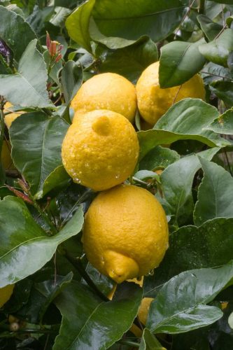 Citrus limon- citrom