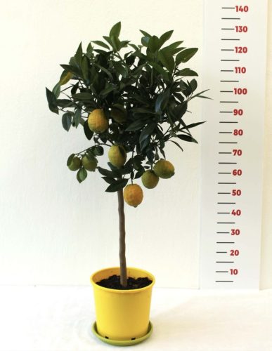 Citrus limon 'rosso' - Óriás vörös citrom