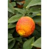 Citrus limon 'rosso' - Óriás vörös citrom