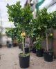 Citrus limon "Zagara Bianca" - Citrom