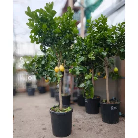 Citrus limon "Zagara Bianca" - Citrom