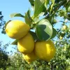 Citrus limon "Zagara Bianca" - Citrom