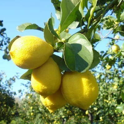 Citrus limon "Zagara Bianca" - Citrom