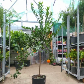 Citrus reticulata Mandarino -Mandarin