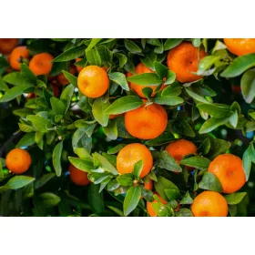 Citrus reticulata Mandarino -Mandarin