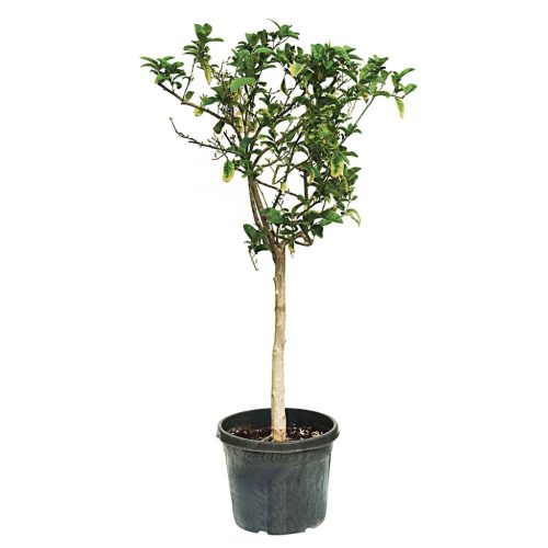 Citrus Medica - Óriás citrom