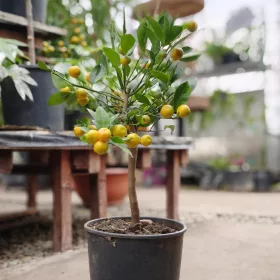   Citrus mitis 'Calamondin'  – Kalamondin / hibridnarancs