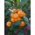 Citrus mitis 'Calamondino' - Kalamondin