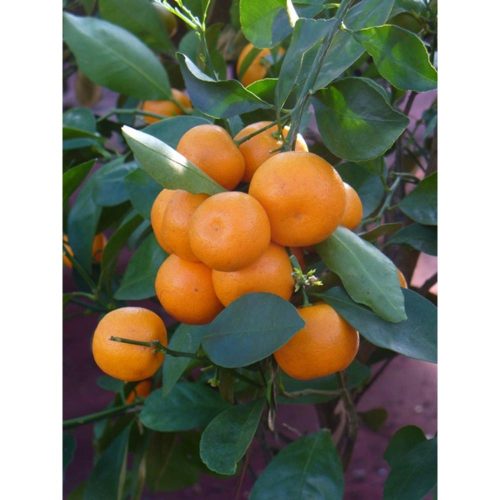 Citrus mitis 'Calamondino' - Kalamondin