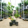 Citrus mix - Kumquat törpemandarin - Calamondin