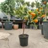 Citrus mix - Kumquat törpemandarin - Calamondin