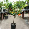 Citrus mix - Kumquat törpemandarin - Calamondin