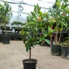 Citrus mix - Kumquat törpemandarin - Calamondin