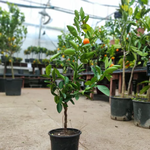 Citrus mix - Kumquat törpemandarin - Calamondin