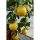 Citrus Paradisi - Grapefruit