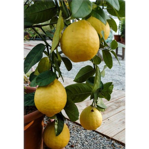 Citrus Paradisi - Grapefruit