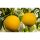 Citrus paradisi 'Pompelmo' - Termő grapefruit fa 