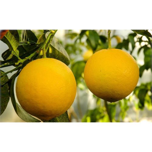Citrus paradisi 'Pompelmo' - Termő grapefruit fa 