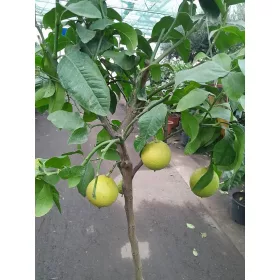 Citrus bergamia / Bergamotto - Bergamottnarancs