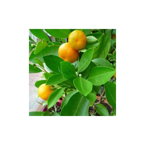 Citrus reticulata 'Mandarino' - Mandarinfa