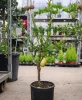  Citrus australasica 'Finger Lime' - kaviár citrom / ausztrál citrom