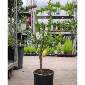    Citrus australasica 'Finger Lime' - kaviár citrom / ausztrál citrom