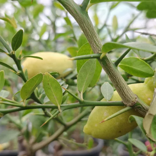  Citrus australasica 'Finger Lime' - kaviár citrom / ausztrál citrom