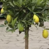 Citrofortunella × floridana 'Limequat'
