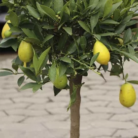 Citrofortunella × floridana 'Limequat'