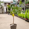 Citrofortunella × floridana 'Limequat'