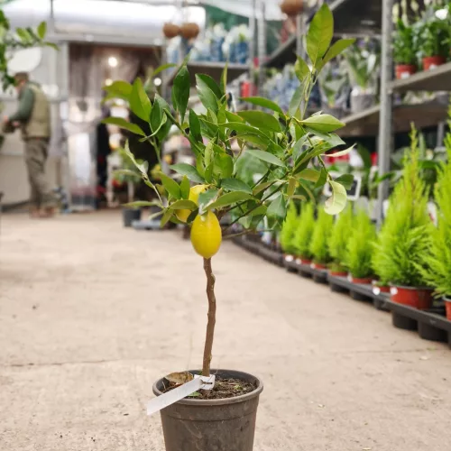 Citrofortunella × floridana 'Limequat'