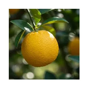 Citrus yuzu - Japán citrom