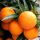 Citrus Sinensis 'Arancio' - Édes Narancsfa